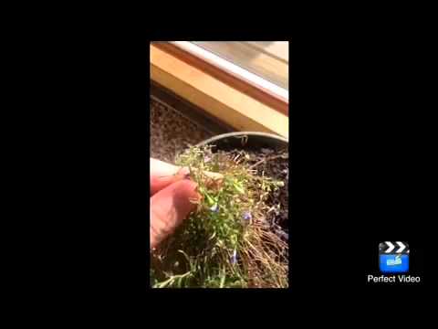 how to care for lobelia erinus