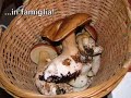 Porcini in Liguria Porcini in Liguria