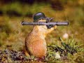 Chipmunk Gangsta (CG)- gansta life
