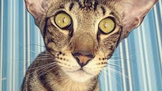 Oriental Shorthair Cat Valera Wants to Eat Fish