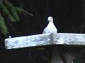 Mourning Dove and an Oregonian Junco