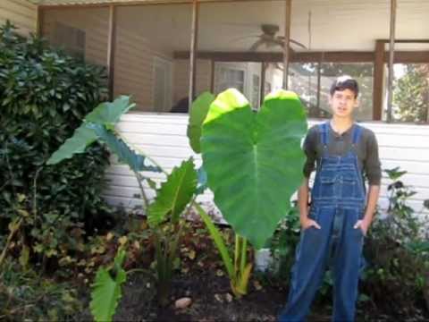 how to grow elephant ears
