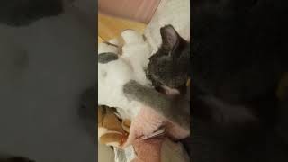 Bubbles the cat grabbing and biting to calm him down. Russian Blue. Error. Please Subscribe.