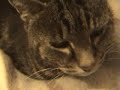 Tussi purring cat Tussi purring cat