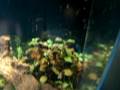 Betta in 12 Gallon Planted tank