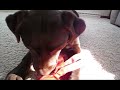 Labrador Retriever Birthday Present