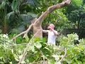 madwhitejamaican VS ackee tree