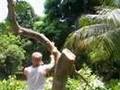 madwhitejamaican-VS-