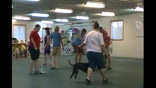 Kyra The Pit Bull TDI-Therapy Dogs International Test