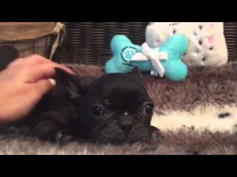 Loveable, stalky french Bulldog baby boy