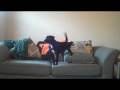 videos de Spud Barking