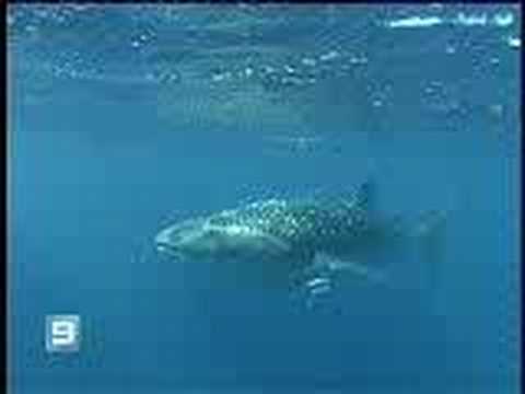whale shark rescue