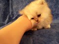 Adorable Persian Kitten For Sale! Adorable Persian Kitten For Sale!