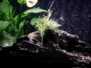 Silver Angelfish Fry 4th Batch