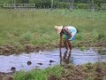 Plantio de Arroz Orgânico