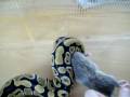 Königspython vs Ratte / python regius vs rat