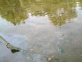 Me and dash at the polluted river