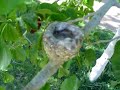 Humming bird nest April 2 2007 (Momma Feeding \"Good Shot\")