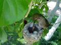 Humming bird nest April 2 2007 (Momma Feeding Good Shot)