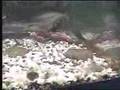 shark-attack