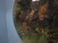 California Academy of Science\