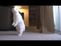 bunny walks like person