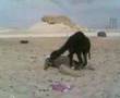 جمل يلعب مع صاحبة