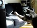 Automatic-Cat-Toy