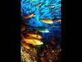 los peces Lhasa