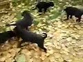 Atos, Portos, Aramis, Darty, Riche und Milady aus Berga