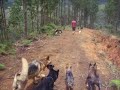 PERRONALIDAD- Residencia canina. Medellín, Colombia