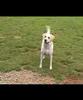 PROGRAMA PET & CIA - COMERCIAL PROGRAMA PET & CIA - COMERCIAL