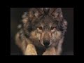 video photo loup et music scorpions.mik-d7206.loupsolitaire7206.avi