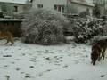 videos de Première neige à Kaltenhouse