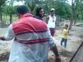 Ordeñando la Vaca ``El Afeitao``