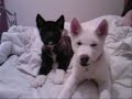 japenese akitas