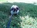 Oliver on his daily hop !   898