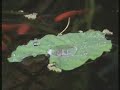 Small Goldfish Pond