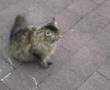 may the cat