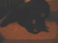 my cat on catnip