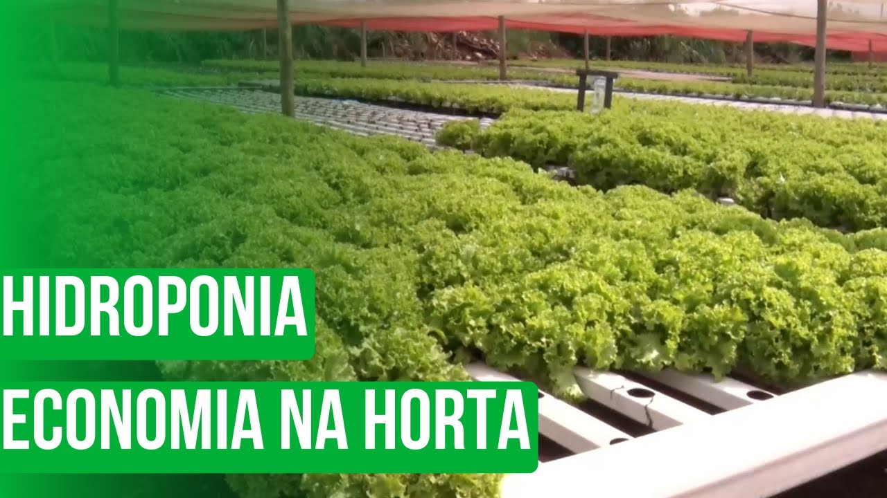 Hidroponia: Economia na horta