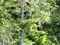 Eagles in Ketchican