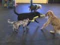 Tug-of-war