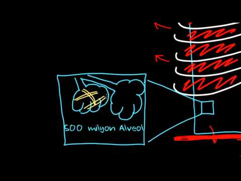 Khan Academy - Akciğer hacmi nasıl değişir? (Sağlık ve Tıp) (Solunum Sistemi Fizyolojisi) - 2014.03.25