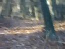 drunk 4wheelin