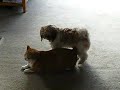 dog nails cat