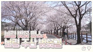 보령시 홍보영상 | 보령 주산 벚꽃길! 나랑 같이 걸을래~