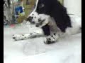 Simple training for Angie, an english cocker spaniel