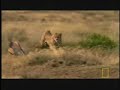 The Cheetah