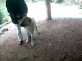 Kurdish Shepherd Dog Kangal VS.African Lion Dog Fight (New)